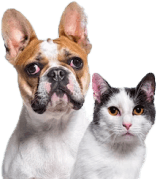 The Deli Dog Chicken Meaty Sticks Dog Treats 100g